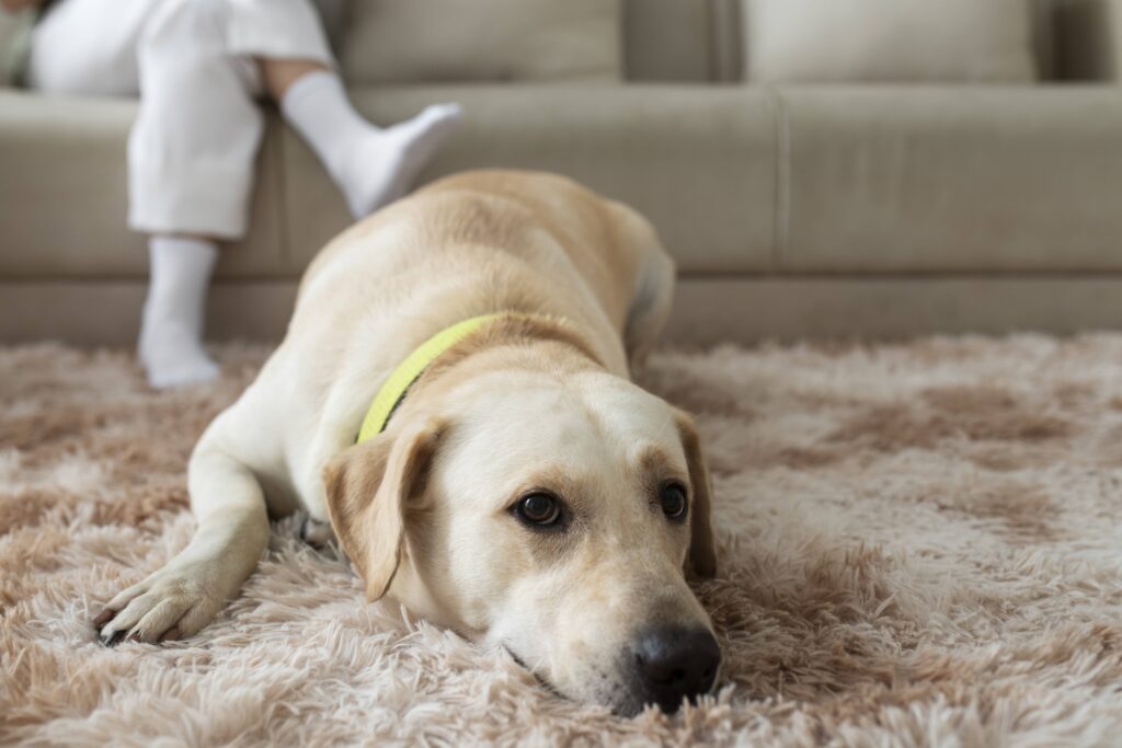 How to get pet stains out of carpet?